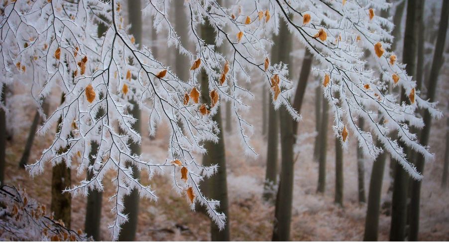 Bäume im Winterschlaf