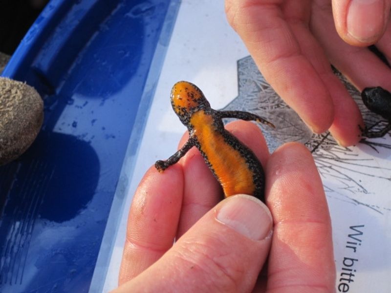 Ein Bergmolch wird während einer Schutzaktion vorsichtig begutachtet. Die leuchtende Bauchfärbung dient als Erkennungsmerkmal dieser Amphibienart. (Foto: Mechthild Gerding)
