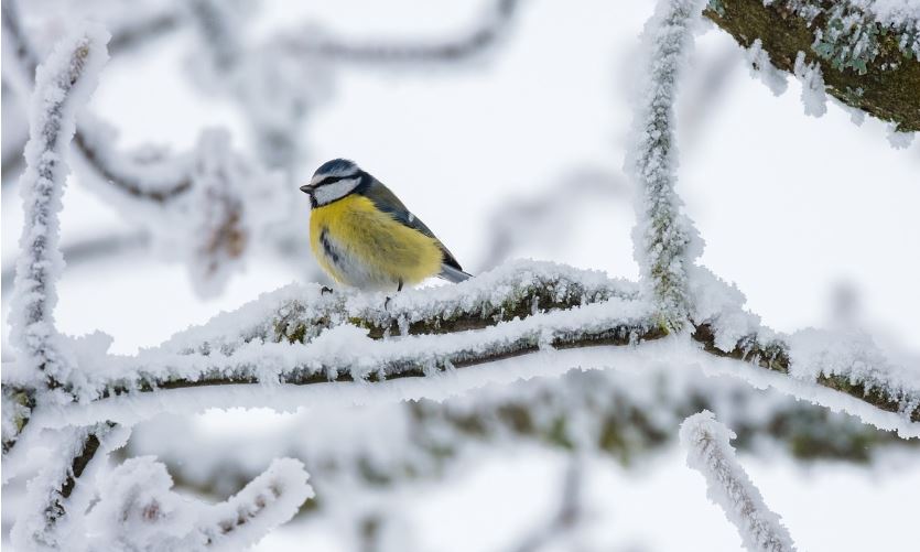 Halterns Wälder im Winterschlaf