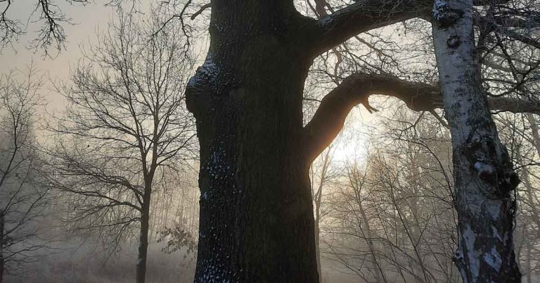 Winterruhe im Wald – Wie Bäume der Kälte trotzen