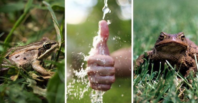NABU Haltern sucht Helfer für Amphibienschutz