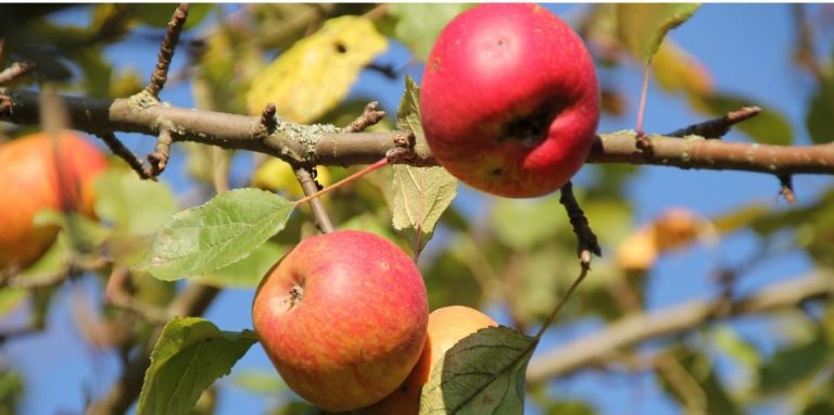 Obstbaumschnitt leicht gemacht: Kostenloser Workshop im Kreislehrgarten Datteln