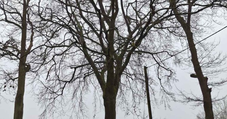 Drei Baumfällungen in Haltern: Verkehrseinschränkungen am 19. Februar
