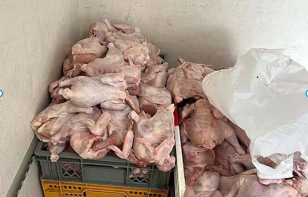 Ekelfleisch bei Polizeikontrolle im Laster entdeckt