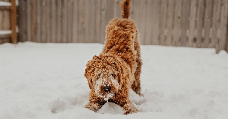 Die erste Hälfte der Hundesteuer in Haltern am See ist fällig