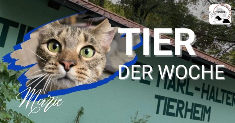 Tier der Woche: charmante Einzelprinzessin sucht ihr Zuhause