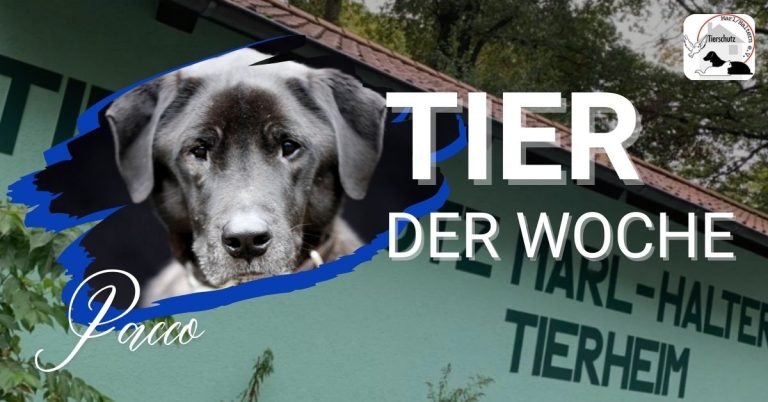 Tier der Woche: Pacco sucht ein liebevolles Zuhause