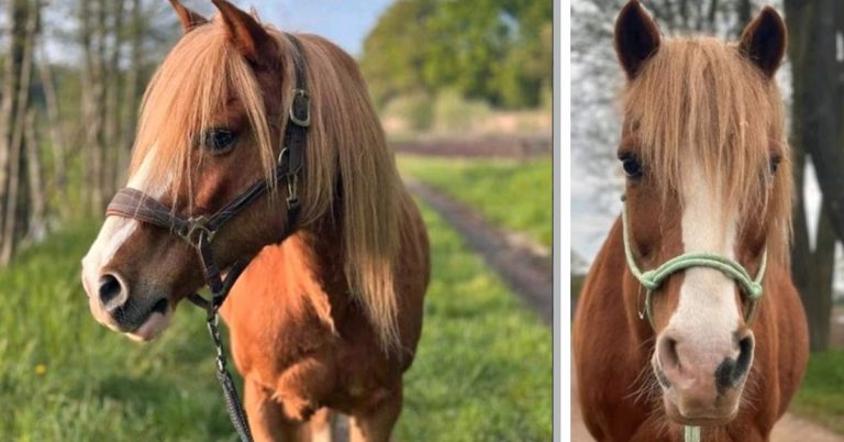 Peaches sucht ein Zuhause: Power-Pony mit Herz wartet in Lippramsdorf