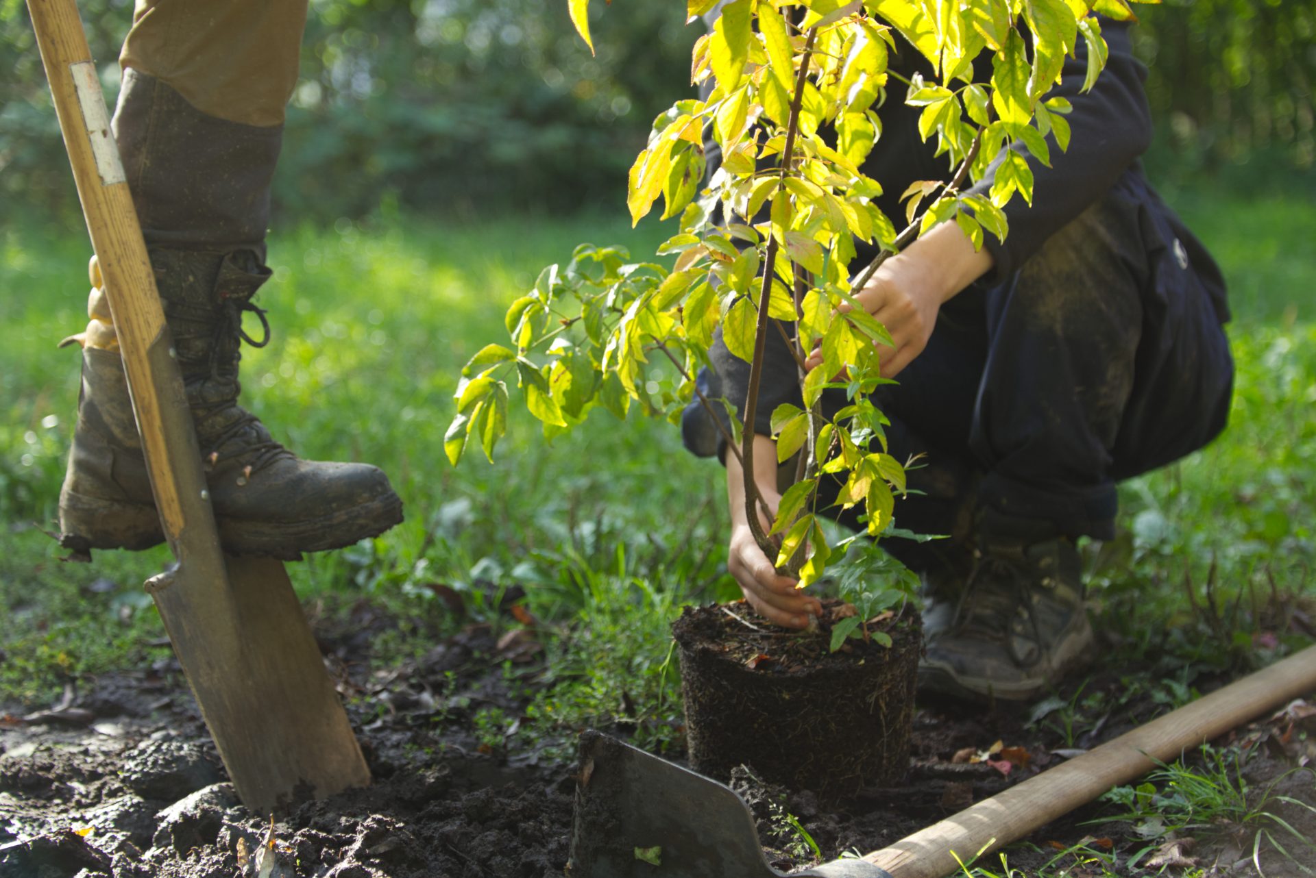 Die neue Klimabäume-Aktion von RVR und IGA steht unter dem Motto 