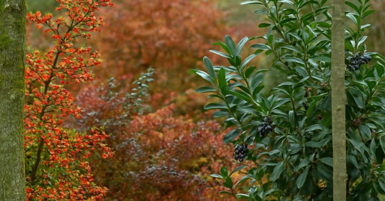 Kirschlorbeer pflanzen? Diese Alternativen sind besser für Garten und Umwelt