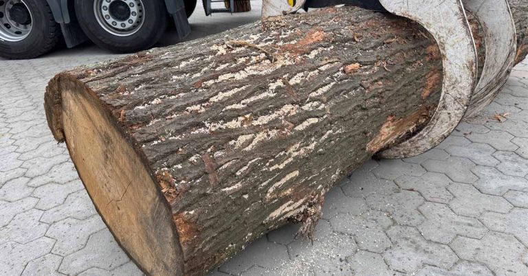 Linde an der Holtwicker Straße muss gefällt werden