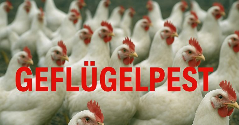 Geflügelpest in NRW: Halter in Haltern am See sollten Vorsorge treffen