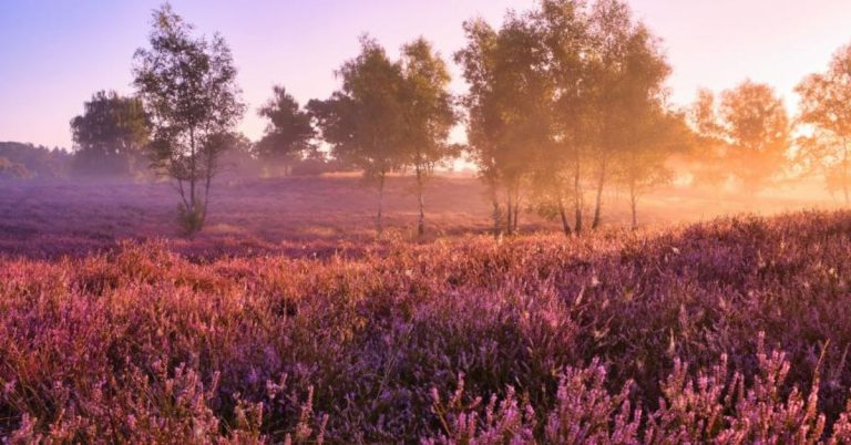 Westruper Heide bald auf Briefmarke? Sonnenaufgangsfoto unter den Top 10