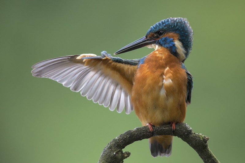 Eisvogel von Bernd Lamm