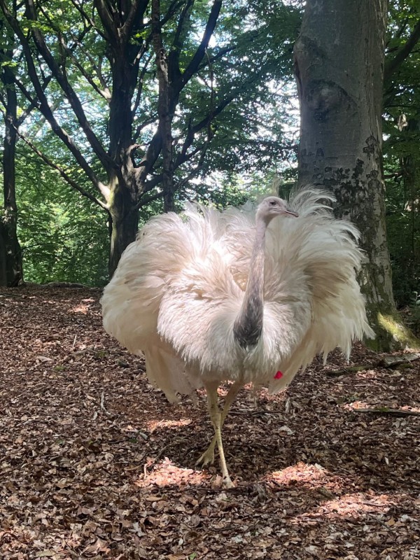 Ein Nandu Hohe Mark Haltern