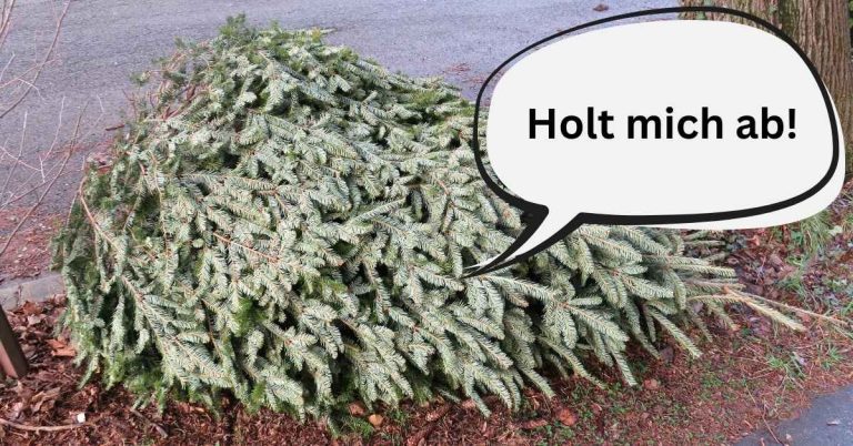 Weihnachtsbaumabholung 2026 in Haltern am See
