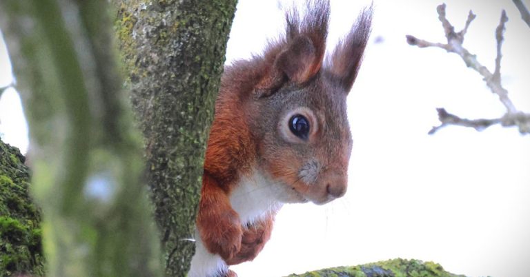 Arten-Olympiade 2026 startet mit ersten Naturbeobachtungen
