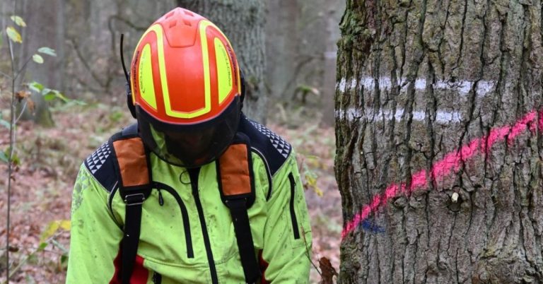 Holzernte und Waldpfleg: Warum jetzt Bäume gefällt werden