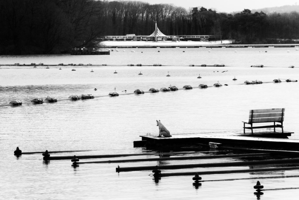 Füchse auf dem Steg am Halterner Stausee.