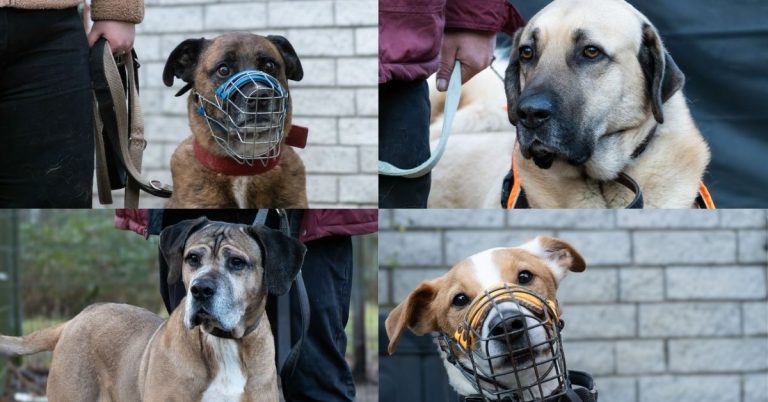 Die Unvermittelbaren im Tierheim Marl