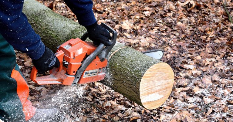 Gehölze dürfen noch bis Ende Februar geschnitten werden