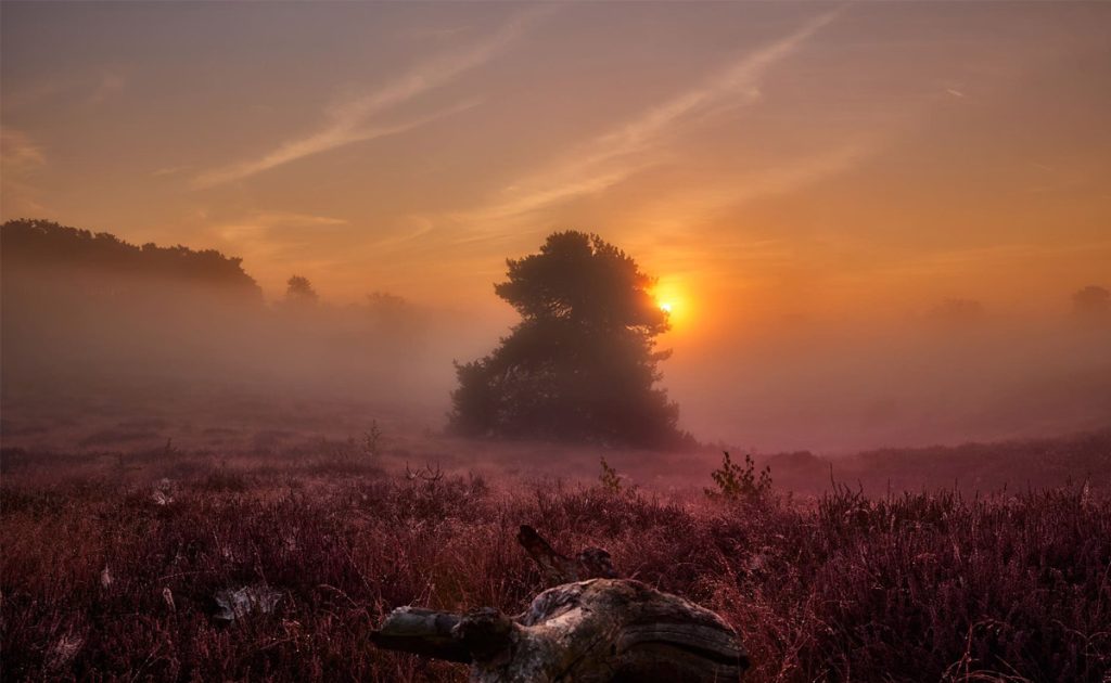 Traumlandschaft für Romantiker und Naturfreunde. Westruper Heide bei Haltern