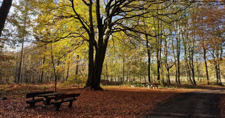 Heilsame Pflanzen und essbare Wildkräuter am Wegesrand