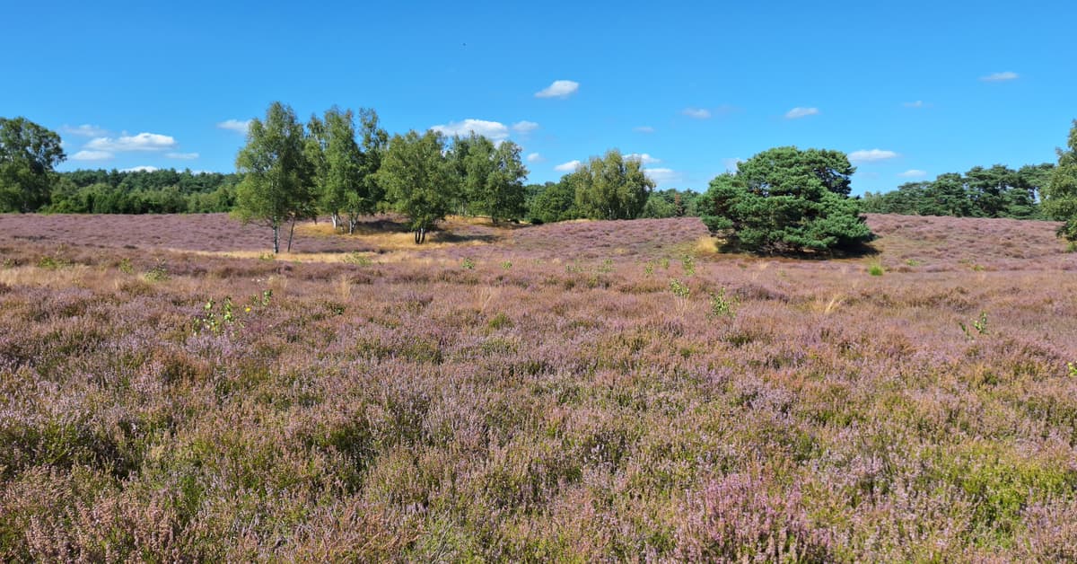 Blick ueber die bluehende Westruper Heide bei Haltern am See